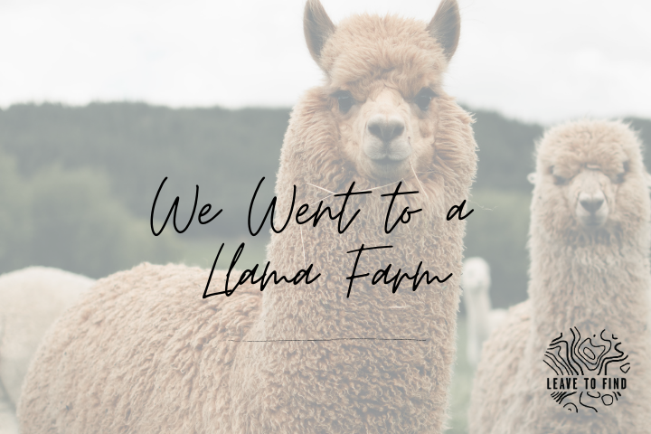We Went to a Llama Farm